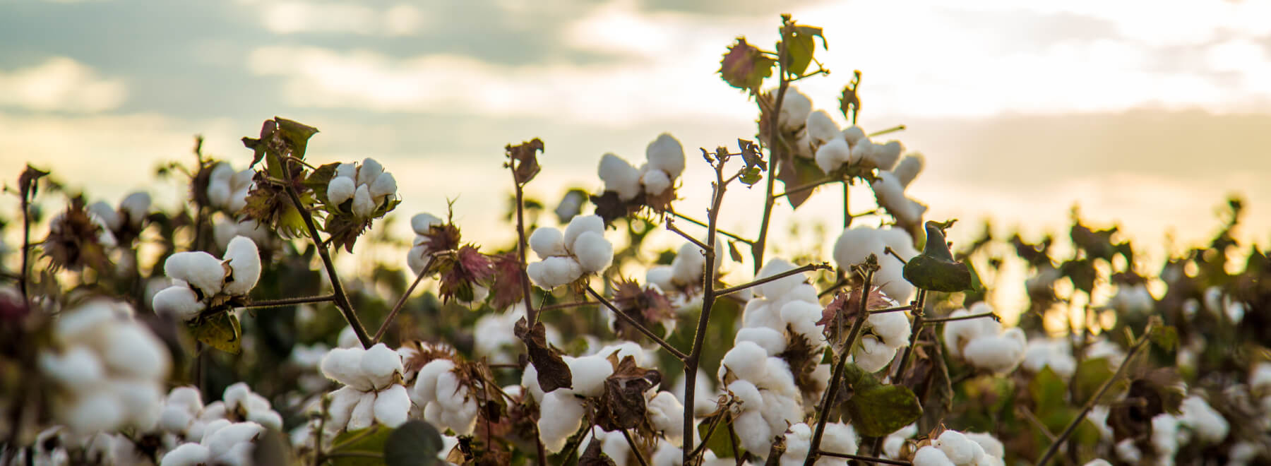 Cotton field